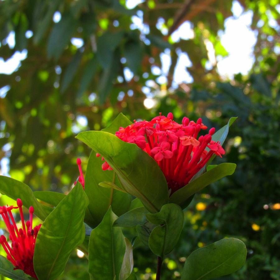 Pousada Do Sidao Ilhabela Exterior foto